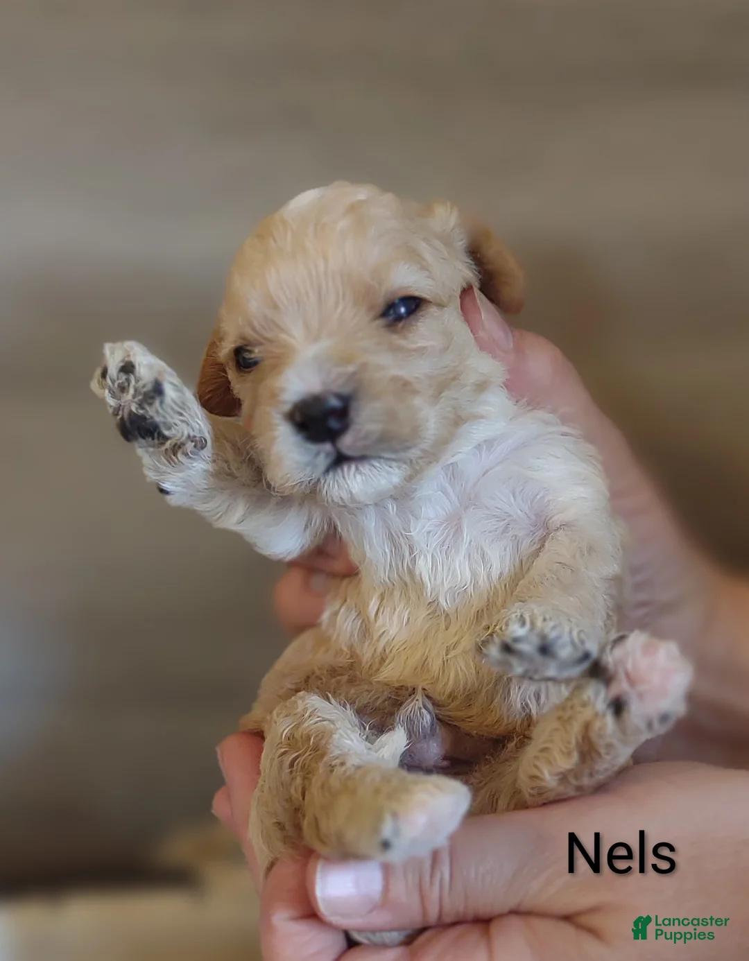 Cavachon dogs for sale: Cavachon Puppy 3 Nels  - Ad 9