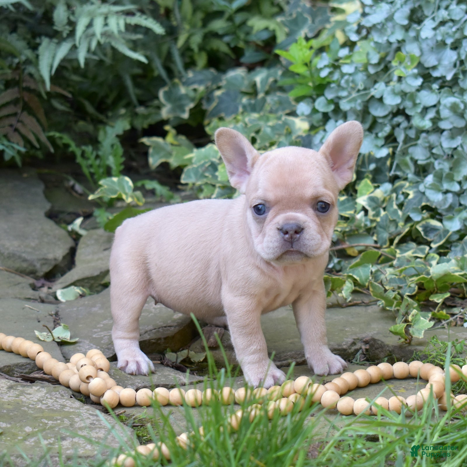 French Bulldog dogs Autumn - Ad 1