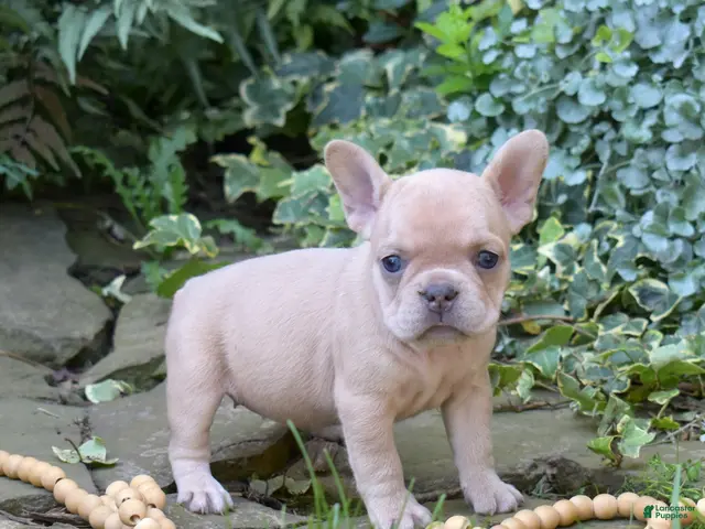 French Bulldog dogs for sale: Autumn - Ad 1