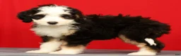 Mini Bernedoodle dogs for sale: Bella - Ad 2