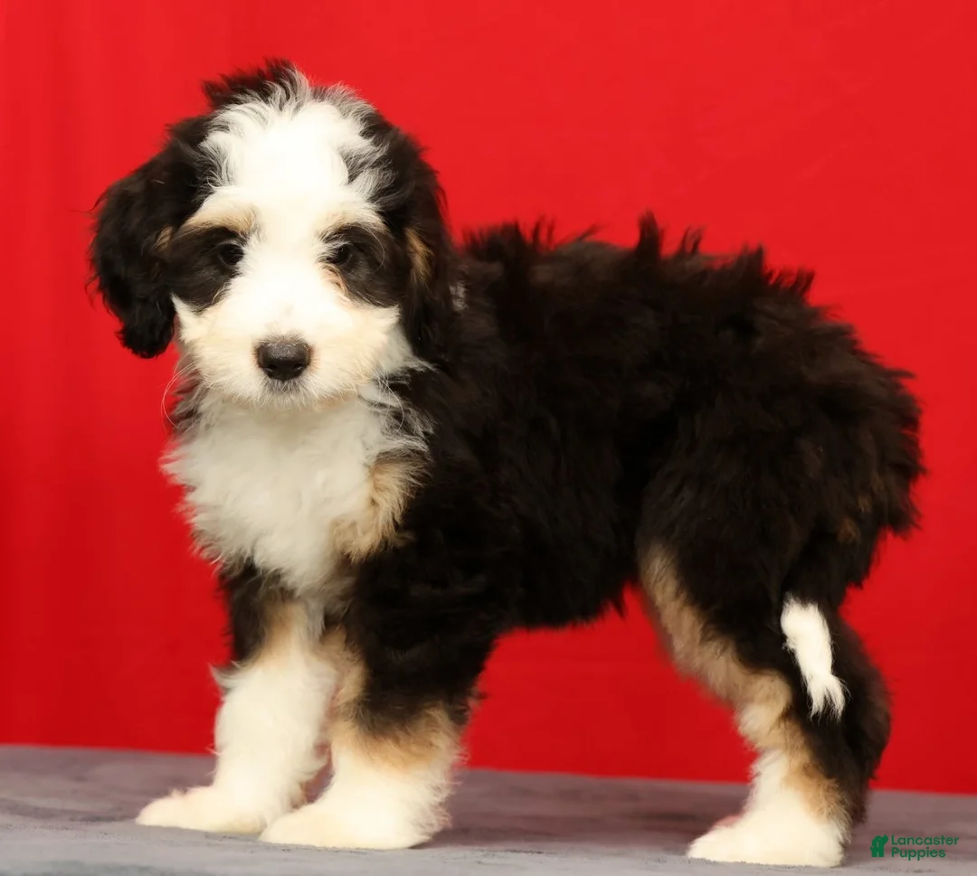 Mini Bernedoodle dogs for sale: Bella - Ad 2