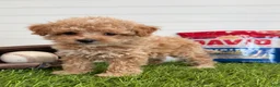 Cavapoo dogs for sale: Slugger - Ad 5