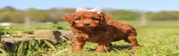 Mini Goldendoodle dogs for sale: Ruby - Ad 2