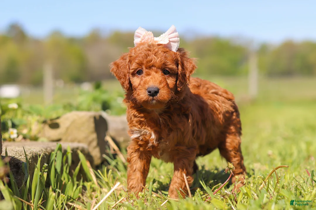 Mini Goldendoodle dogs for sale: Ruby - Ad 2