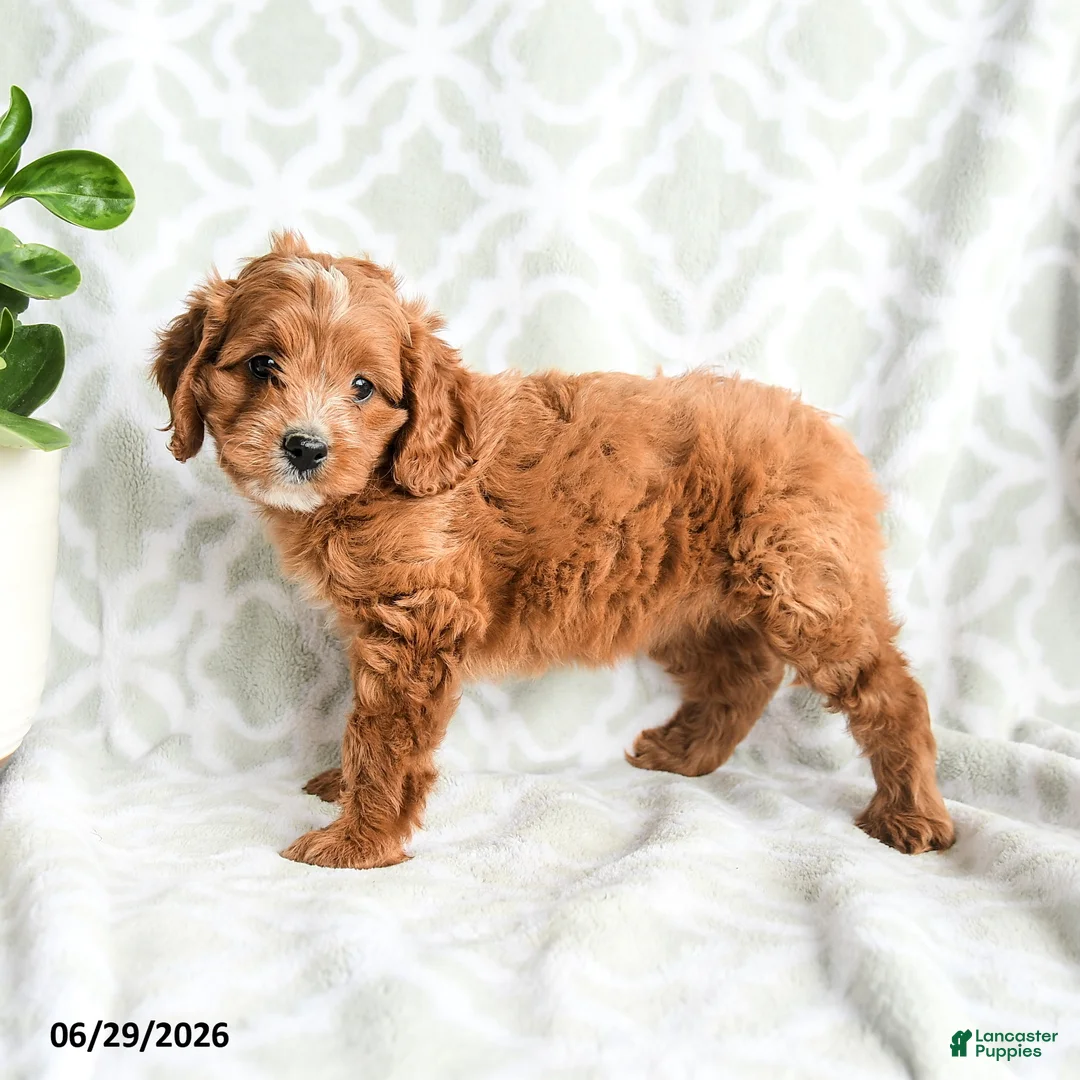 Seraphina Cavapoo for sale in Gordonville | Lancaster Puppies