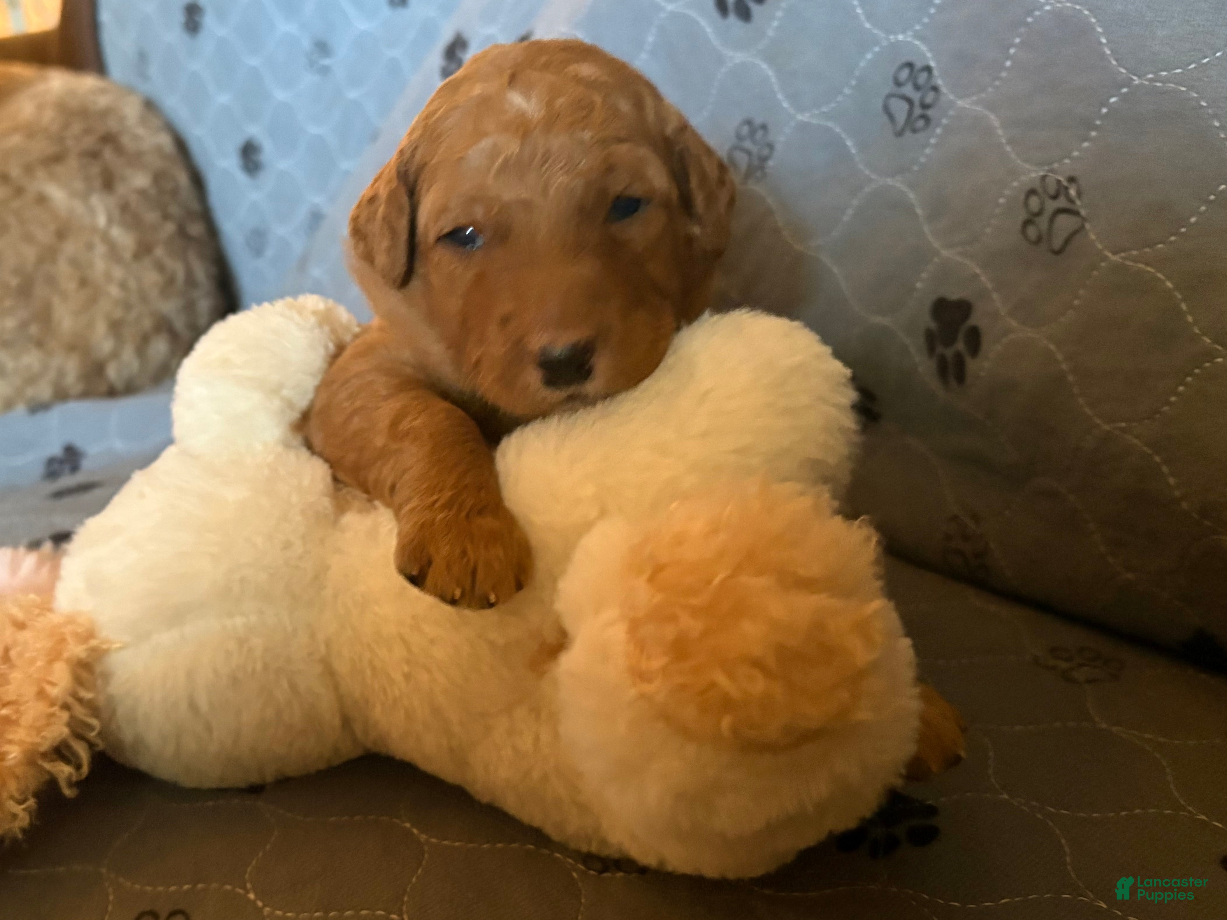 Goldendoodle dogs Flinn - Ad 1