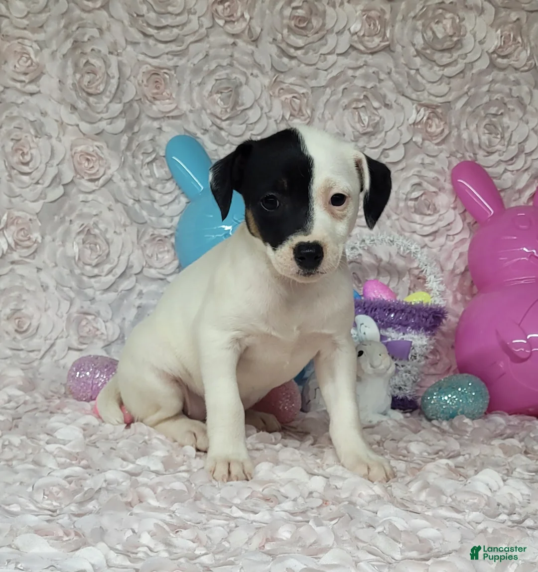 Jack Russell Terrier dogs for sale: Lena Registered Purebred  - Ad 2