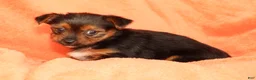 Yorkshire Terrier dogs for sale: Vivian - Ad 7