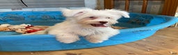 Havanese dogs for sale: Judy - Ad 2