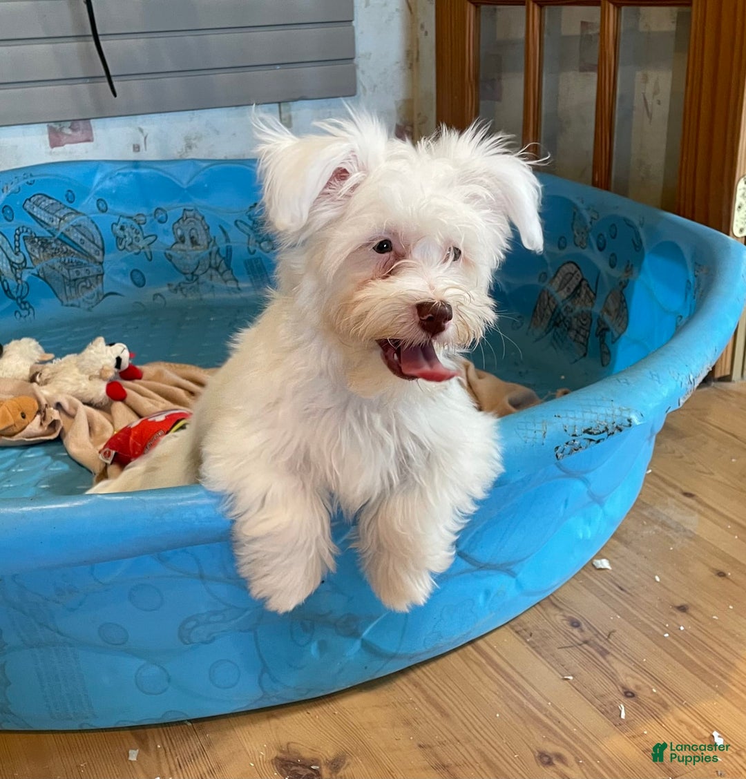 Havanese dogs for sale: Judy - Ad 2