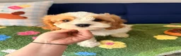 Cavapoo dogs for sale: Cavapoo Puppy 4 - Ad 7
