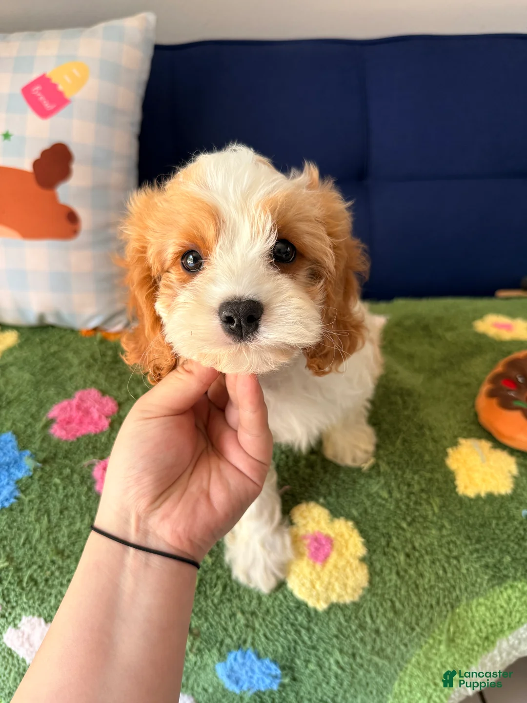 Cavapoo dogs for sale: Cavapoo Puppy 4 - Ad 7