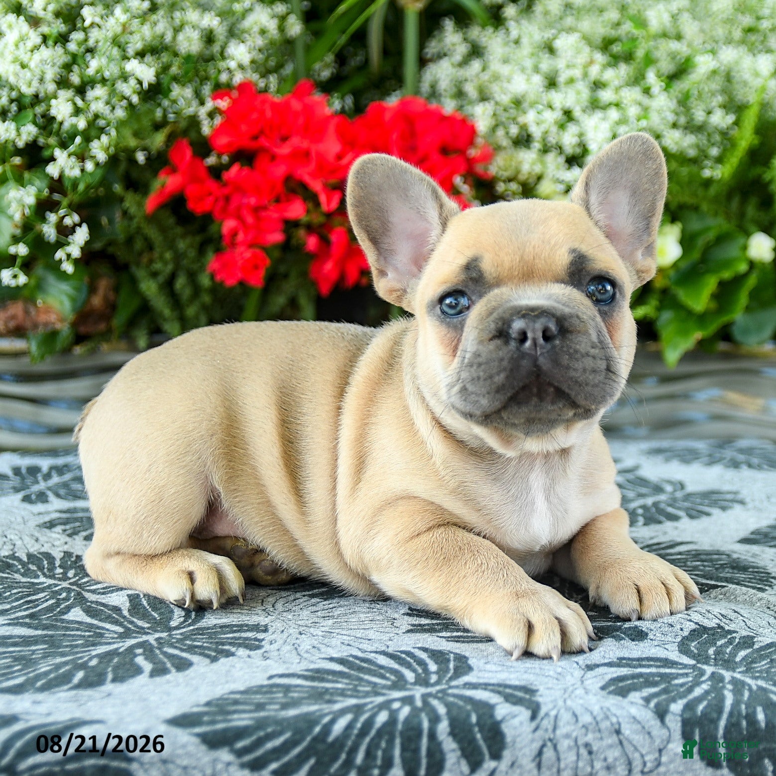 French Bulldog dogs Carter - Ad 2