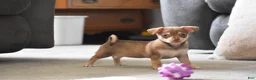 Chihuahua dogs for sale: Chihuahua Puppy 2 - Ad 8