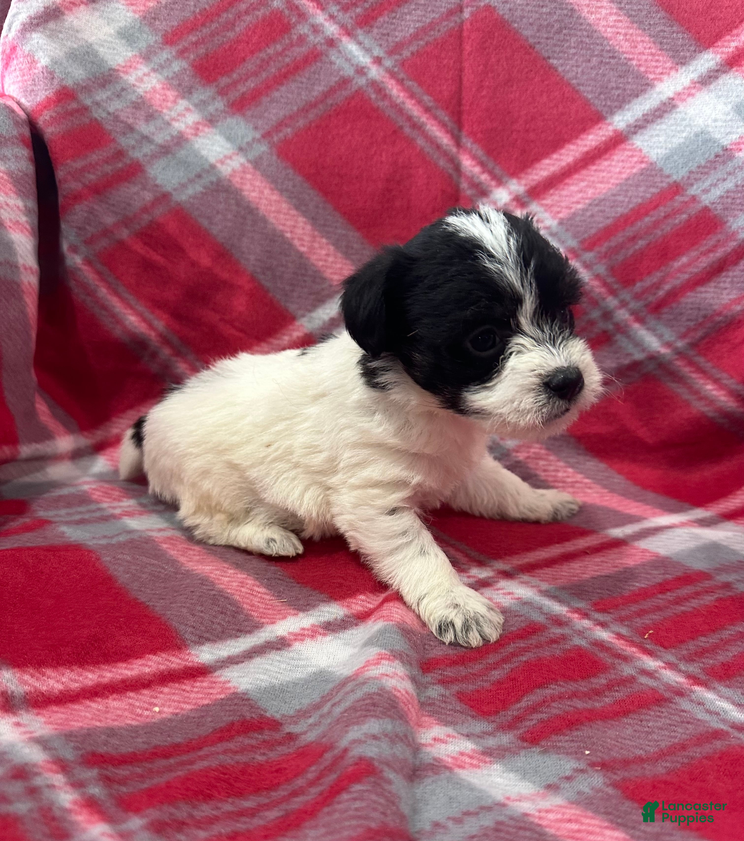 Jackapoo dogs Jackapoo Puppy 4 - Ad 2