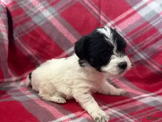 Jackapoo dogs Jackapoo Puppy 4 - Ad 2