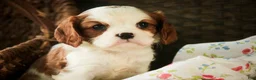 Cavalier King Charles Spaniel dogs for sale: Dandelion - Ad 4