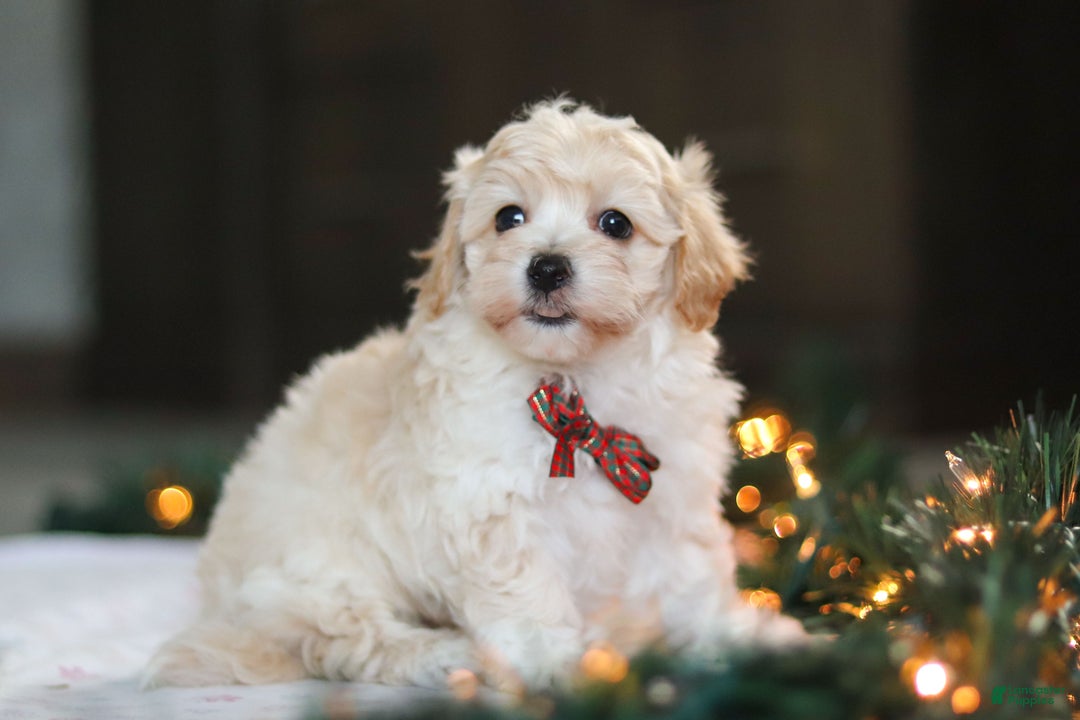 Havapoo dogs for sale: Blue - Ad 8