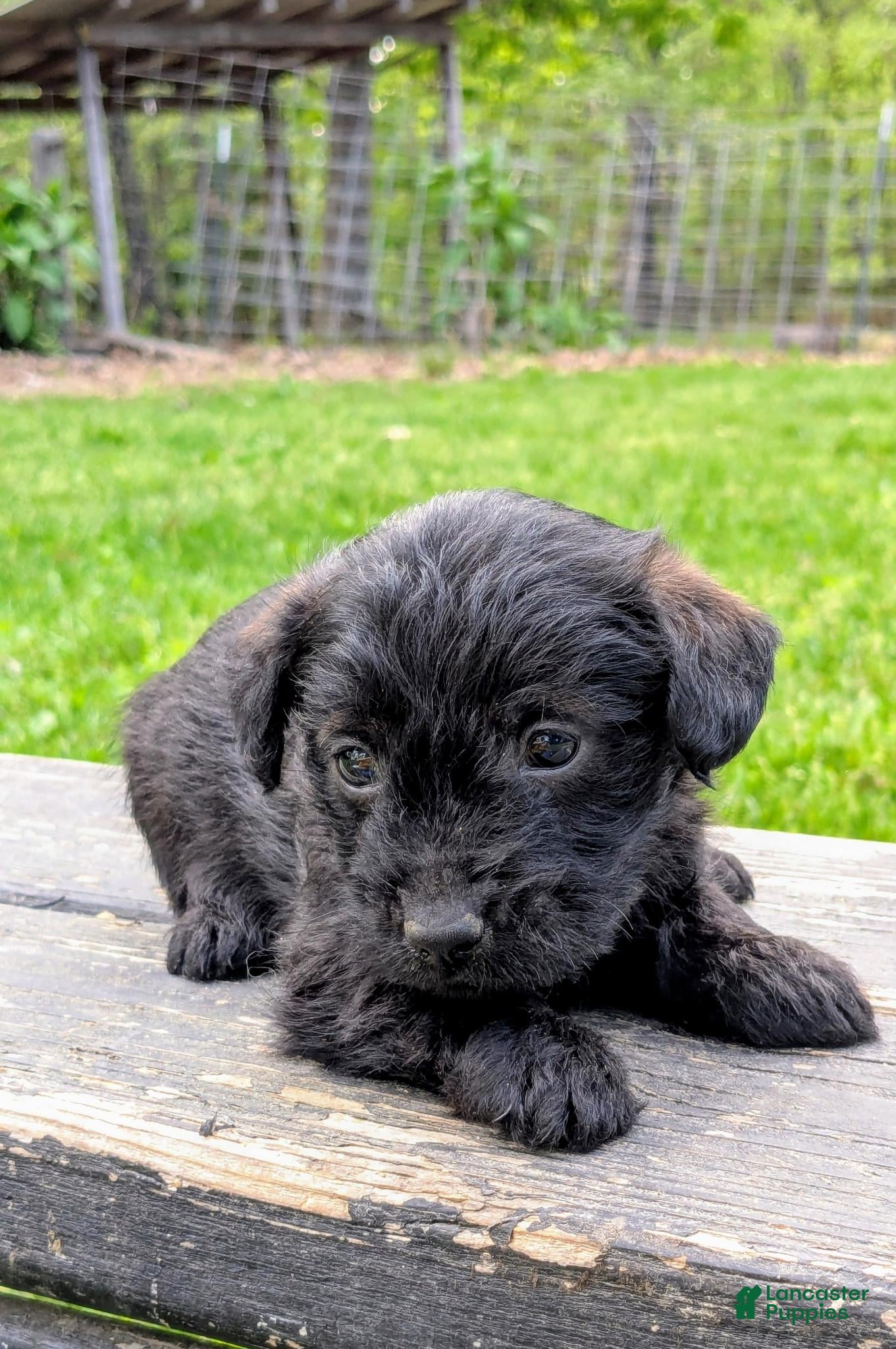 Mixed Breed dogs Chip - Ad 2