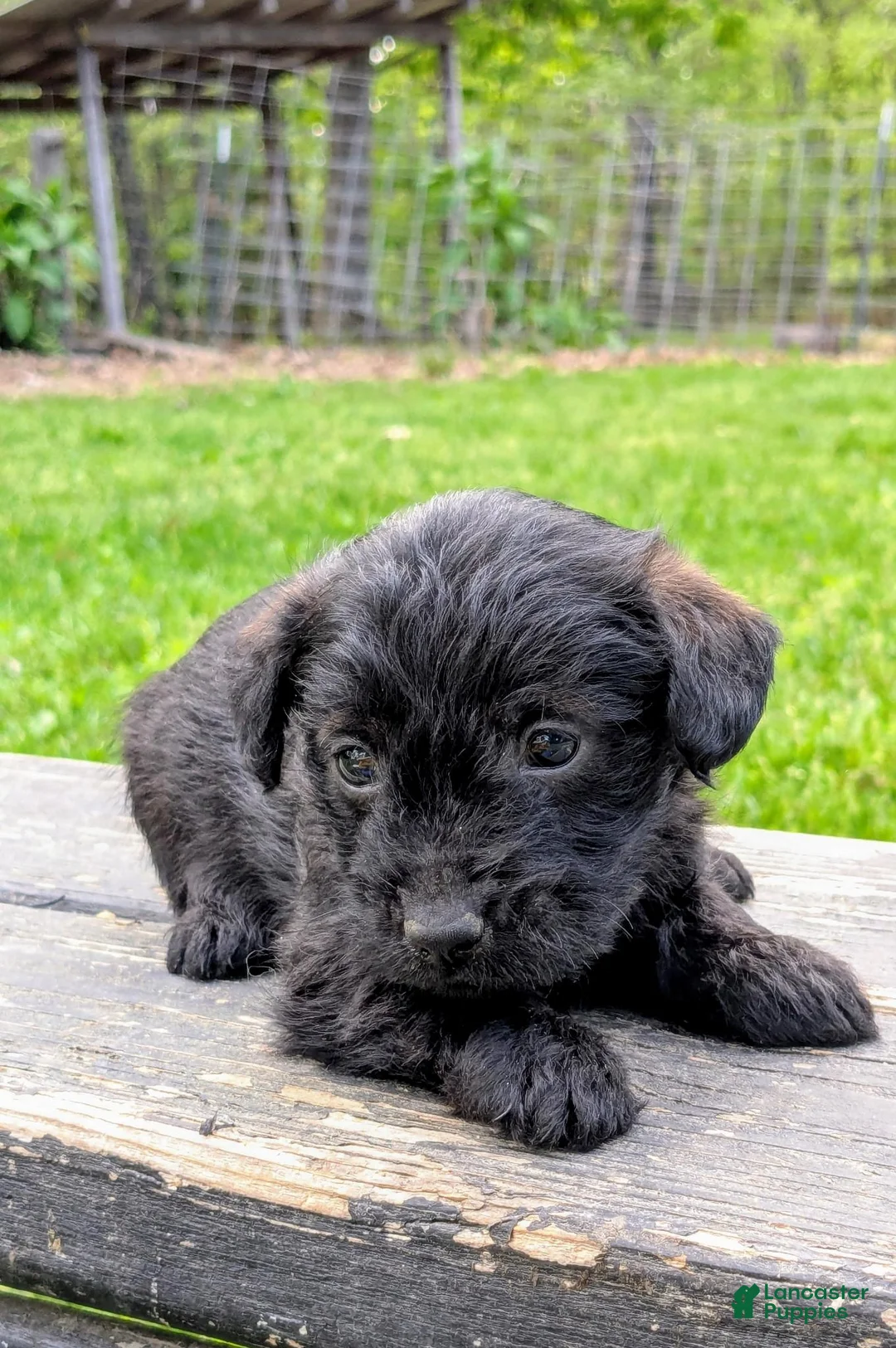 Mixed Breed dogs for sale: Chip - Ad 2