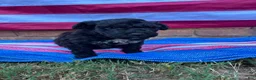 Portuguese Water Dog dogs for sale: Ollie - Ad 6