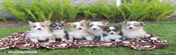 Miniature Australian Shepherd dogs for sale: Sawyer - Ad 3