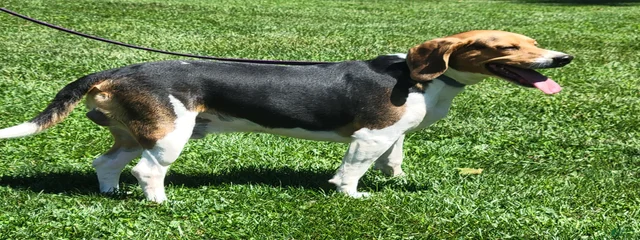Rascal
