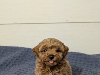 Toy Poodle dogs Peanut Butter - Ad 22