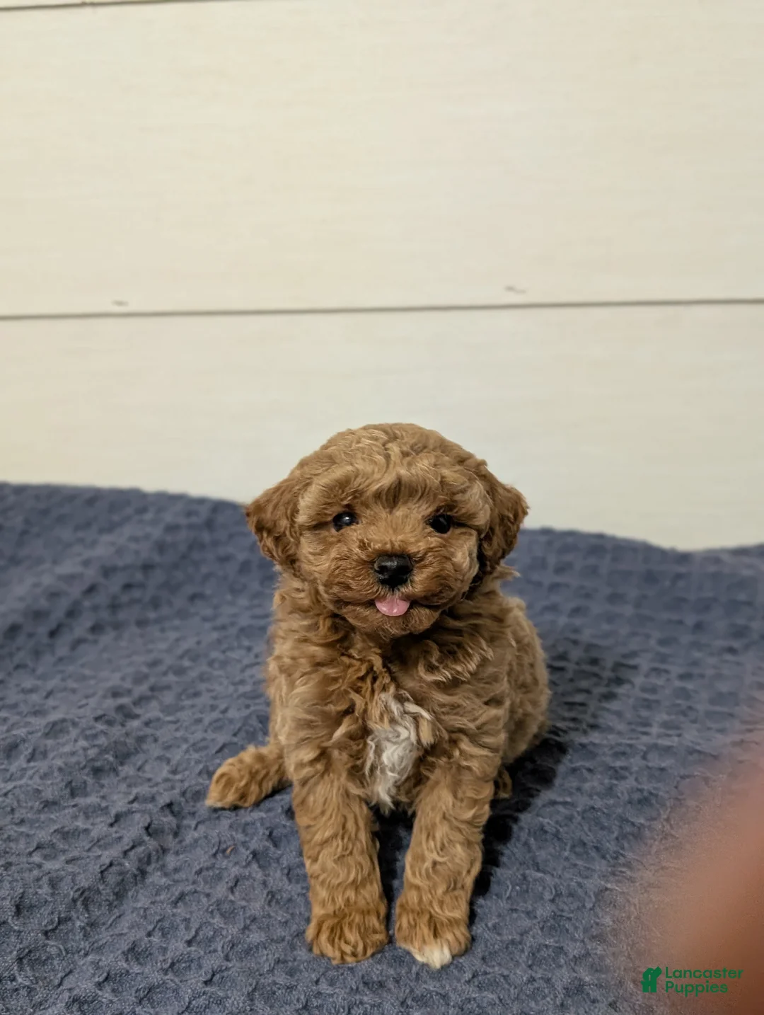 Toy Poodle dogs for sale: Peanut Butter  - Ad 6