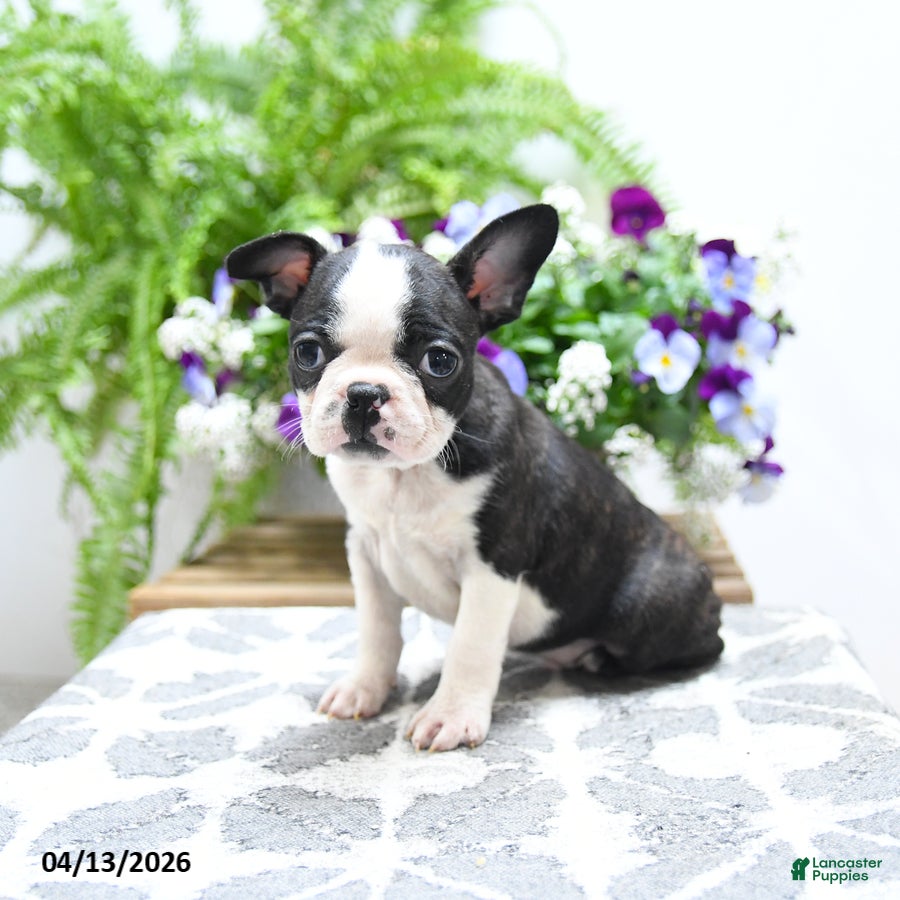 Boston Terrier dogs Kevin - Ad 2