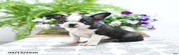 Boston Terrier dogs for sale: Kevin - Ad 2