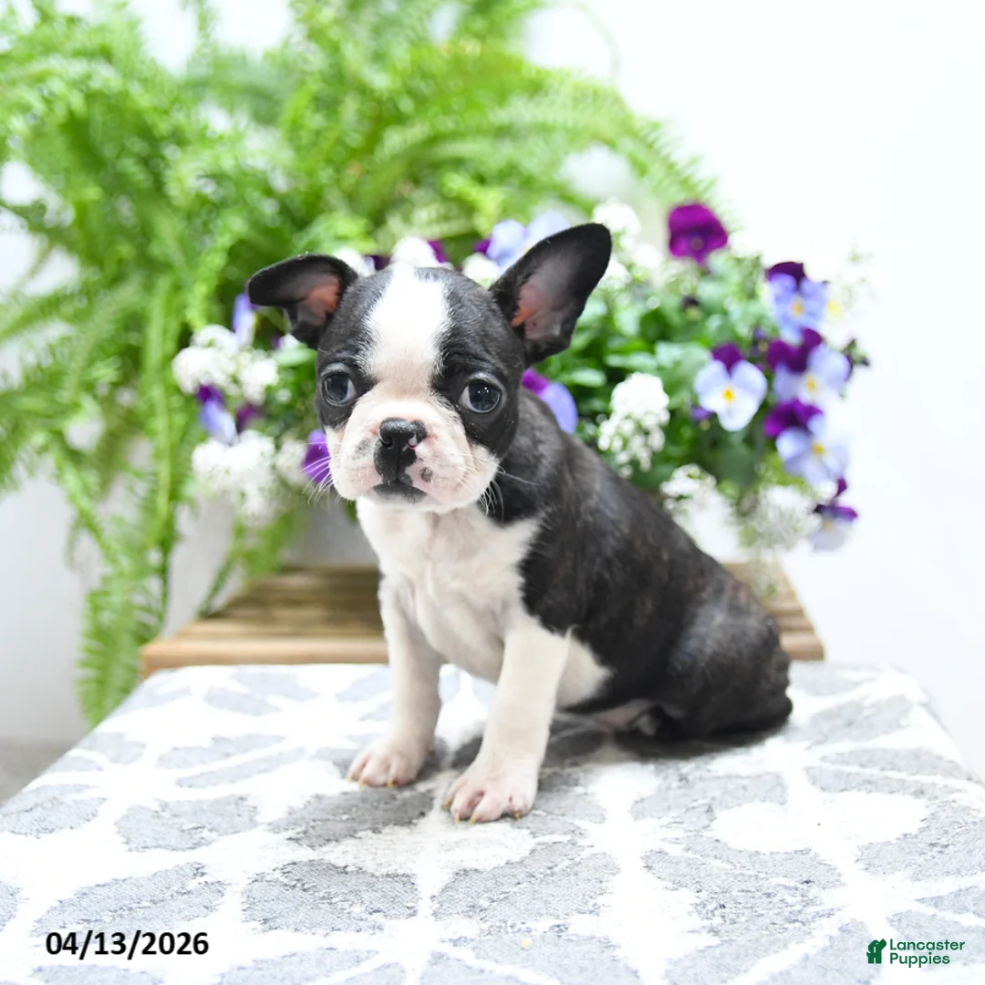Boston Terrier dogs for sale: Kevin - Ad 2
