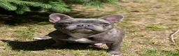 French Bulldog dogs for sale: French Bulldog 1 - Ad 4