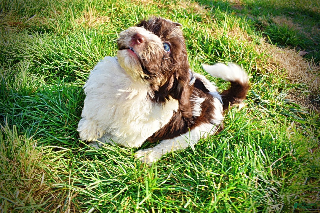 Havapoo dogs for sale: Precious - Ad 16