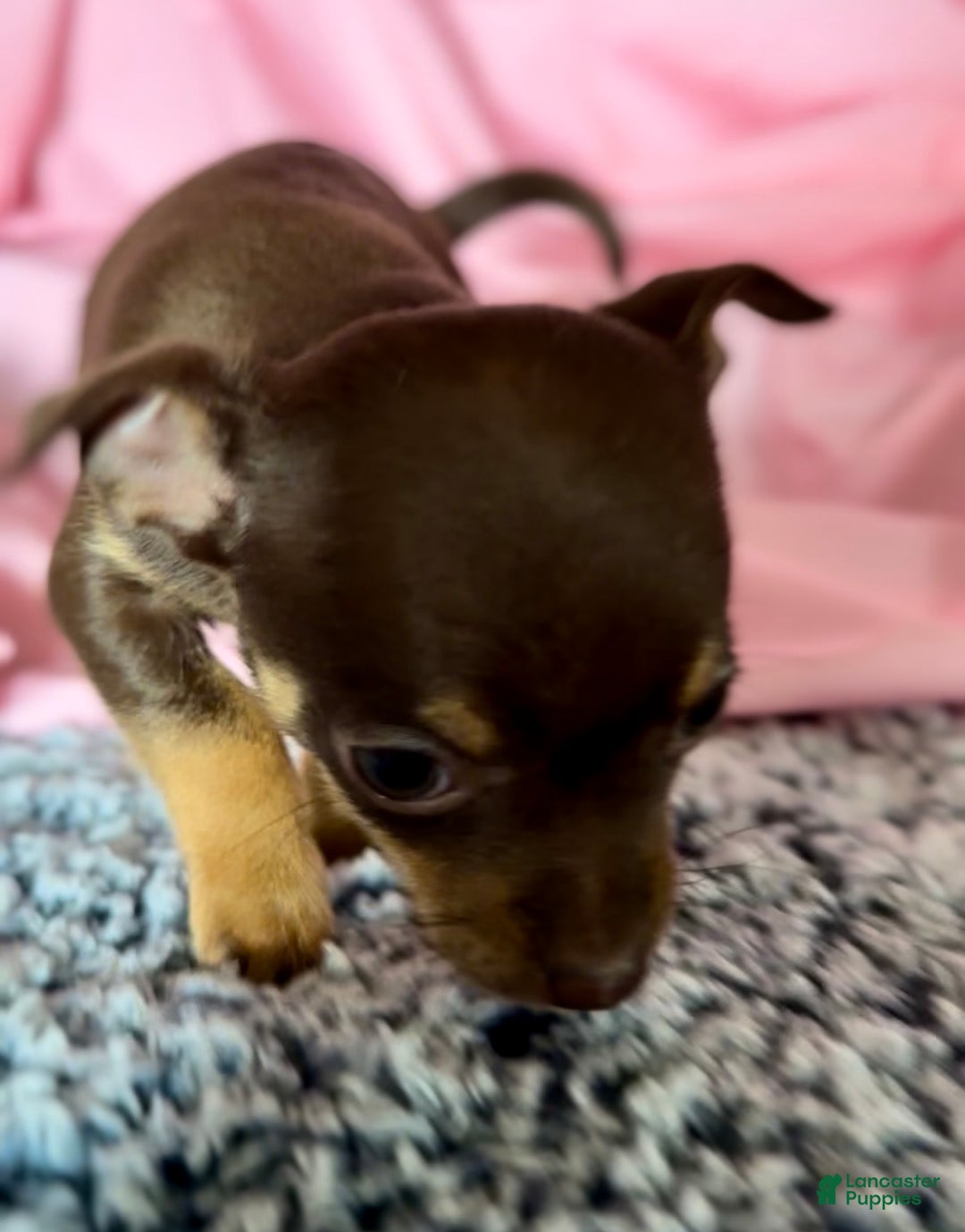 Chihuahua dogs for sale: Chihuahua Puppy 1 - Ad 3