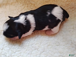 Miniature Schnauzer dogs Miniature Schnauzer Girl 1 - Ad 28