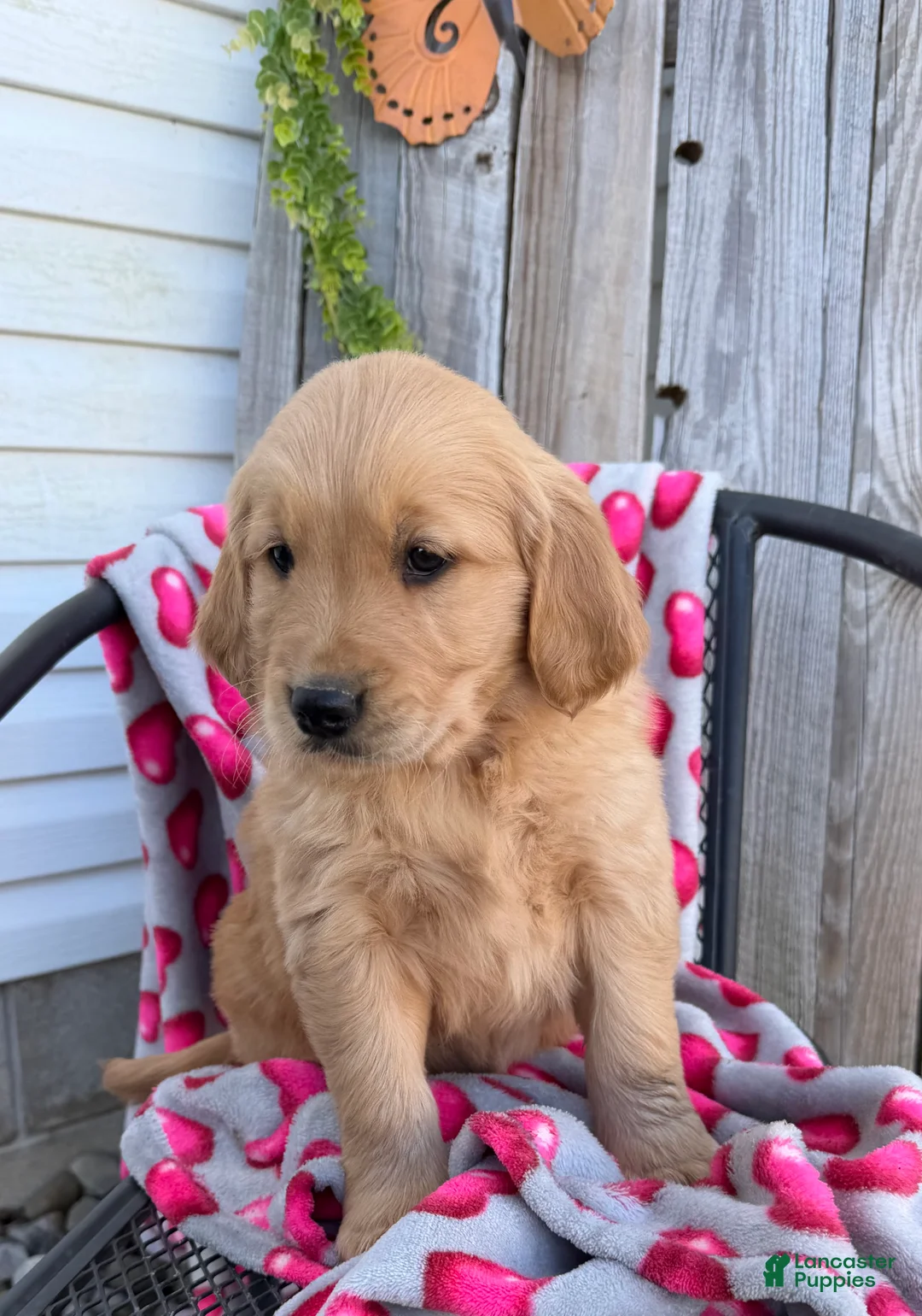 Golden Retriever dogs for sale: Annie - Ad 4