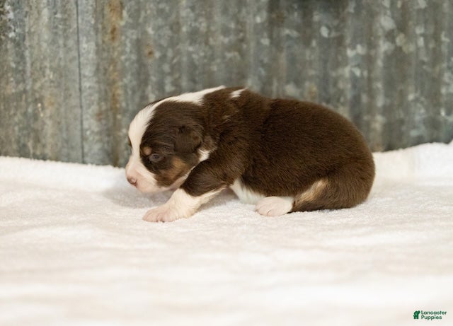 Miniature Australian Shepherd dogs Lava Miniature Australian Shepherd Puppy  - Ad 1