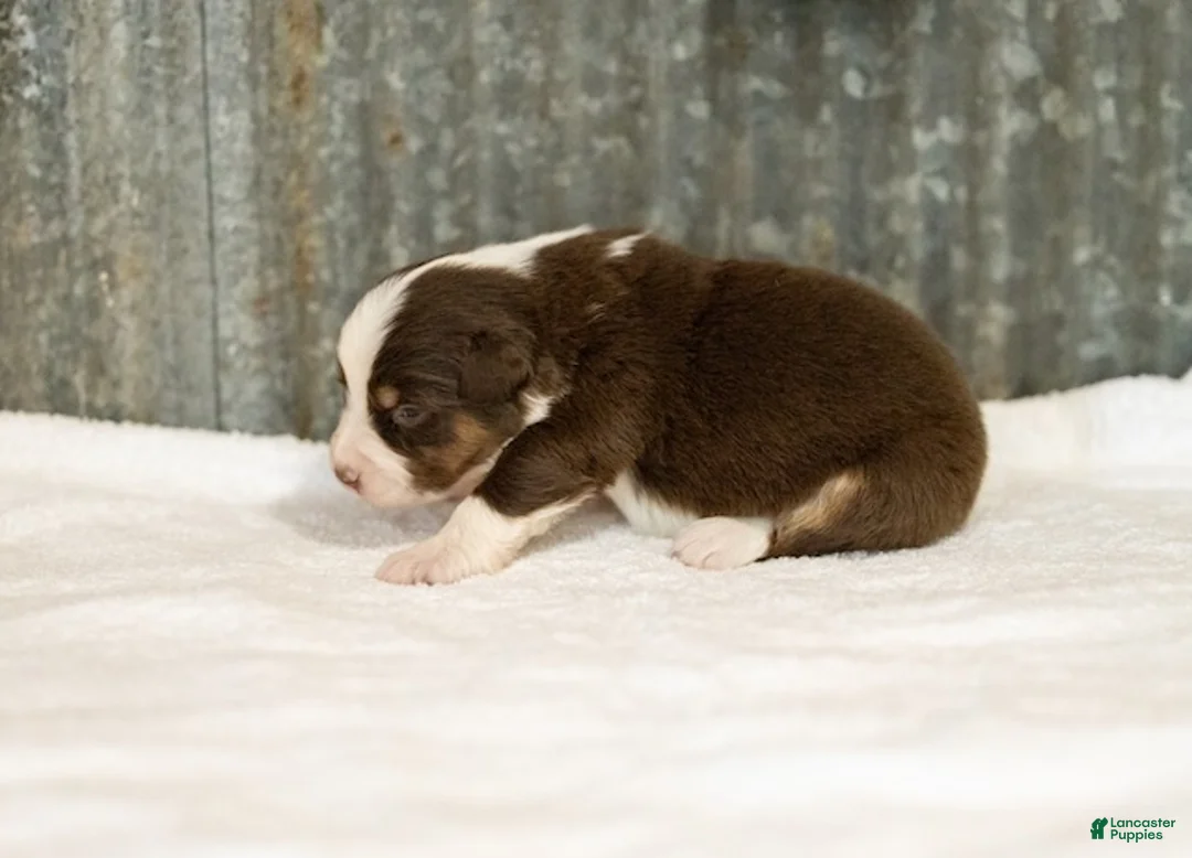 Miniature Australian Shepherd dogs for sale: Lava Miniature Australian Shepherd Puppy  - Ad 1