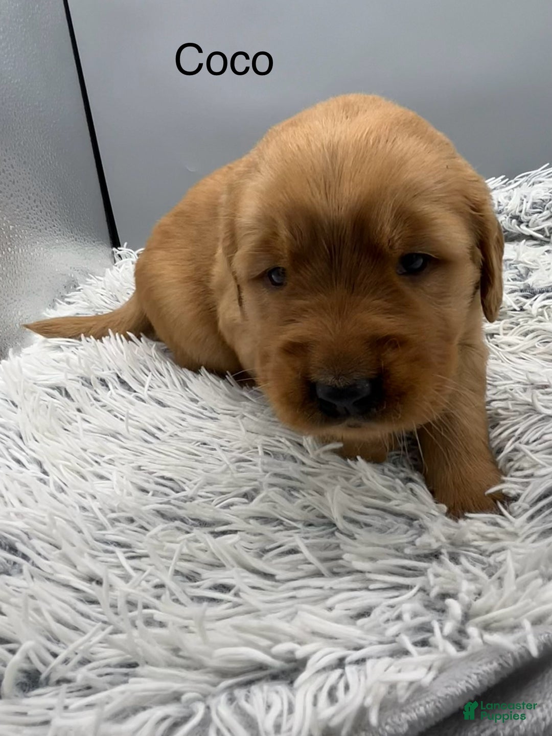 Golden Retriever dogs for sale: Golden Retriever Puppy -Coco - Ad 6