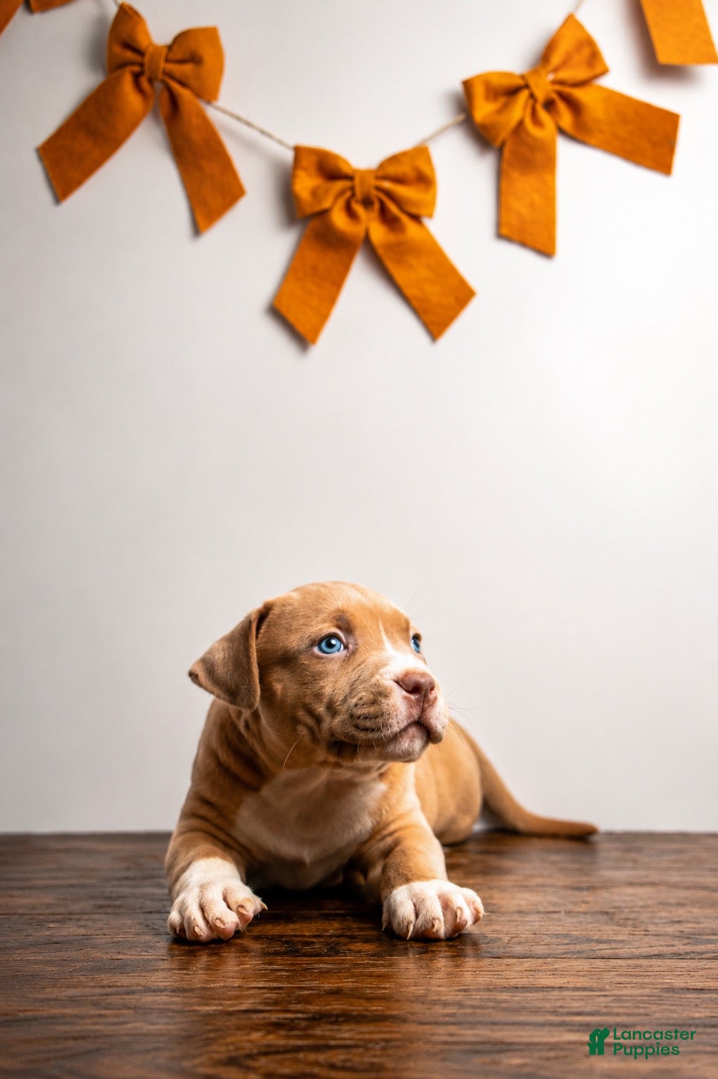 American Bully dogs for sale: American Bully 2 - Ad 5