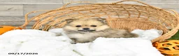 Pomeranian dogs for sale: Nevada - Ad 3