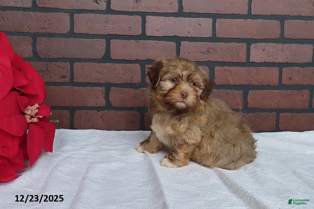 Havanese dogs for sale: Teddy - Ad 2