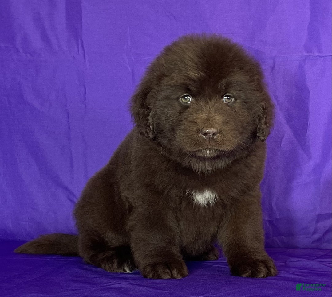 Newfoundland dogs for sale: Velvet - Ad 2