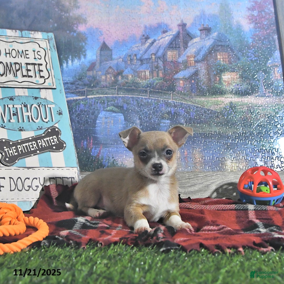 Chihuahua dogs for sale: Fritz - Ad 7