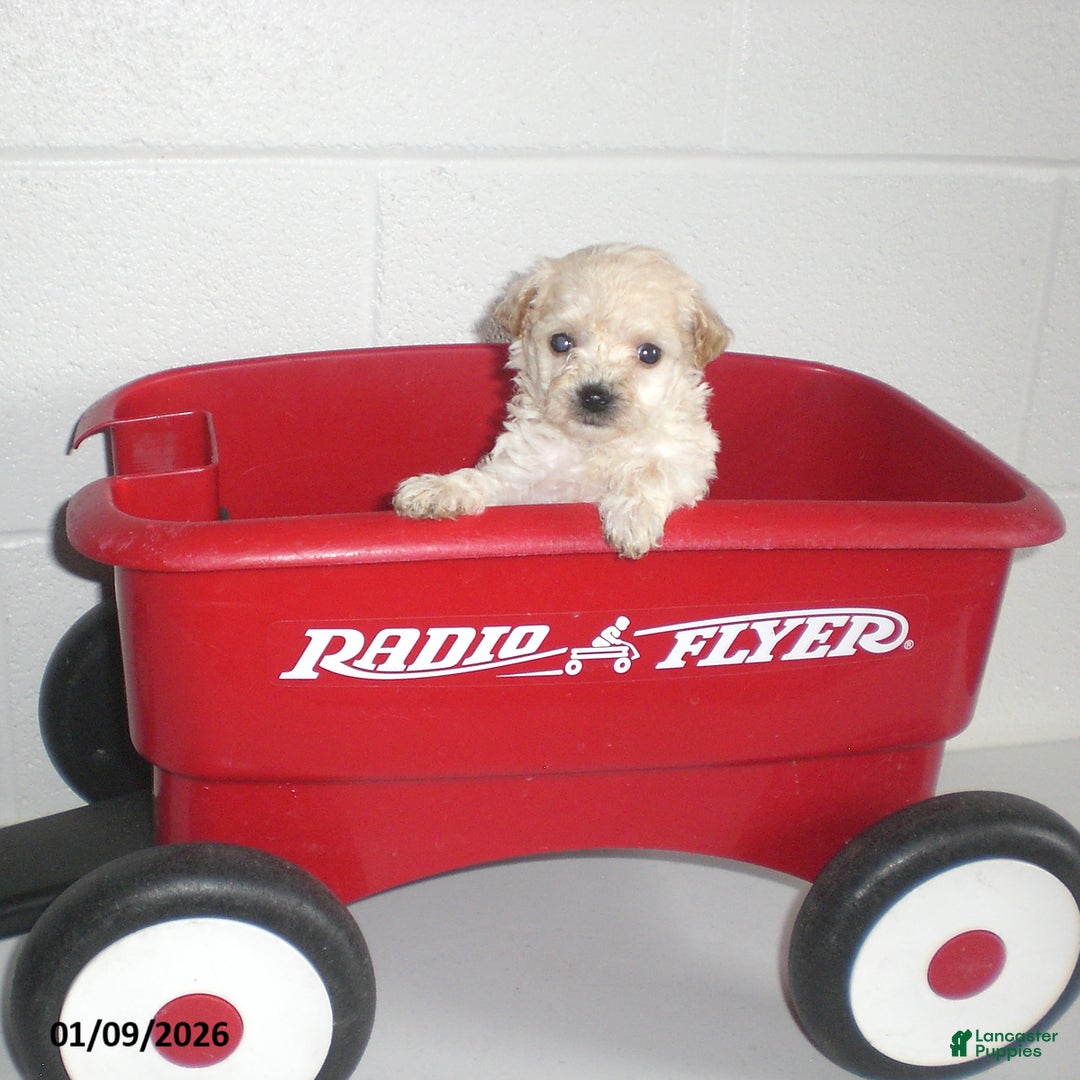 Yorkiepoo dogs for sale: Kelly - Ad 19