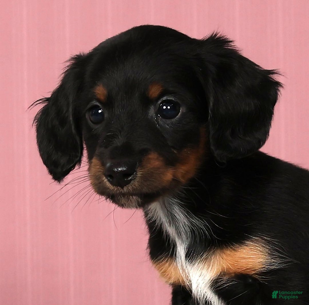 Miniature Dachshund dogs for sale: Kimberly - Ad 9