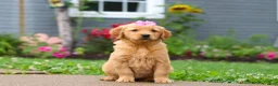 Golden Retriever dogs for sale: Barba - Ad 2