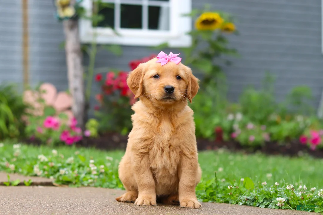 Golden Retriever dogs for sale: Barba - Ad 2