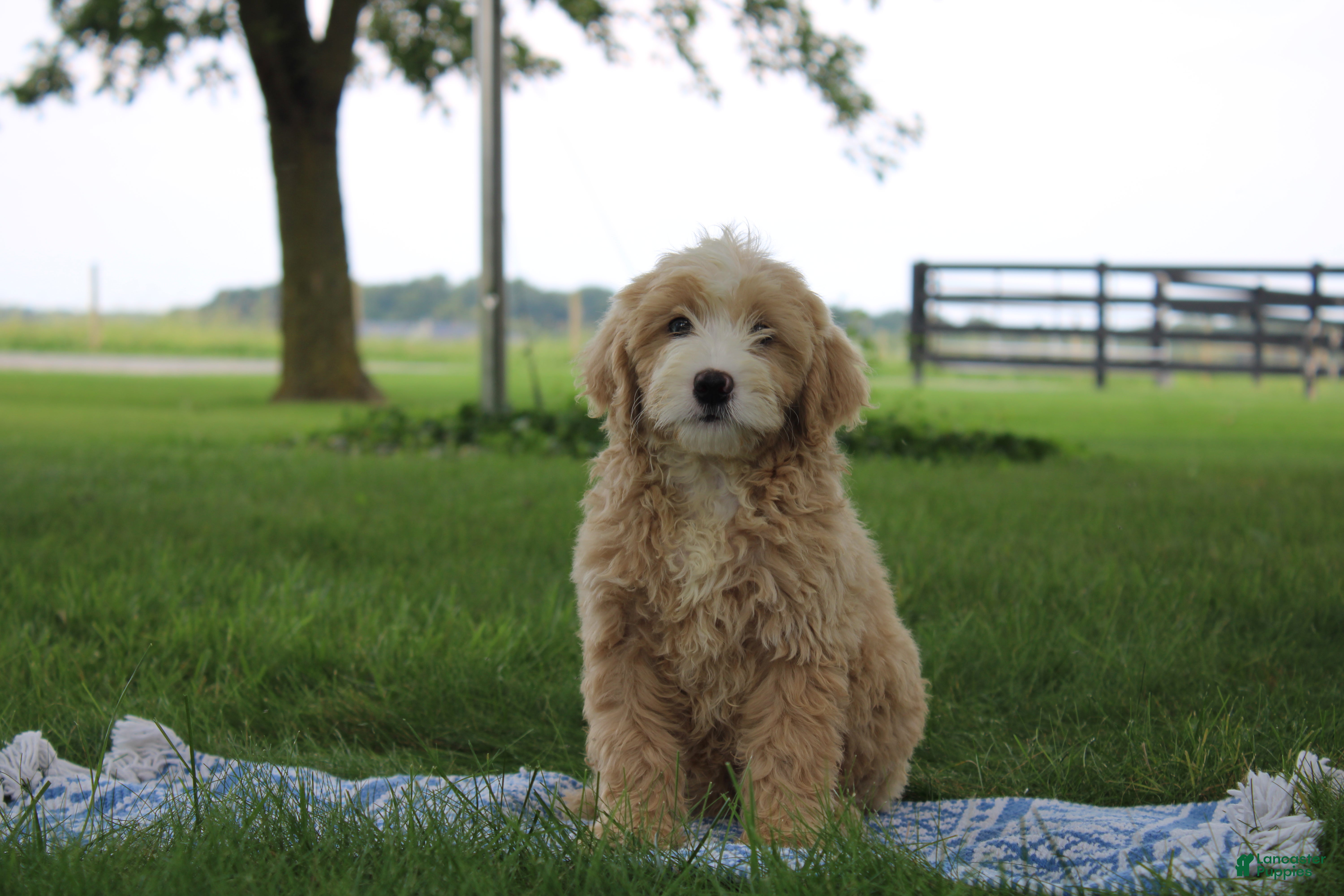 Mini Goldendoodle dogs Vinnie - Ad 1